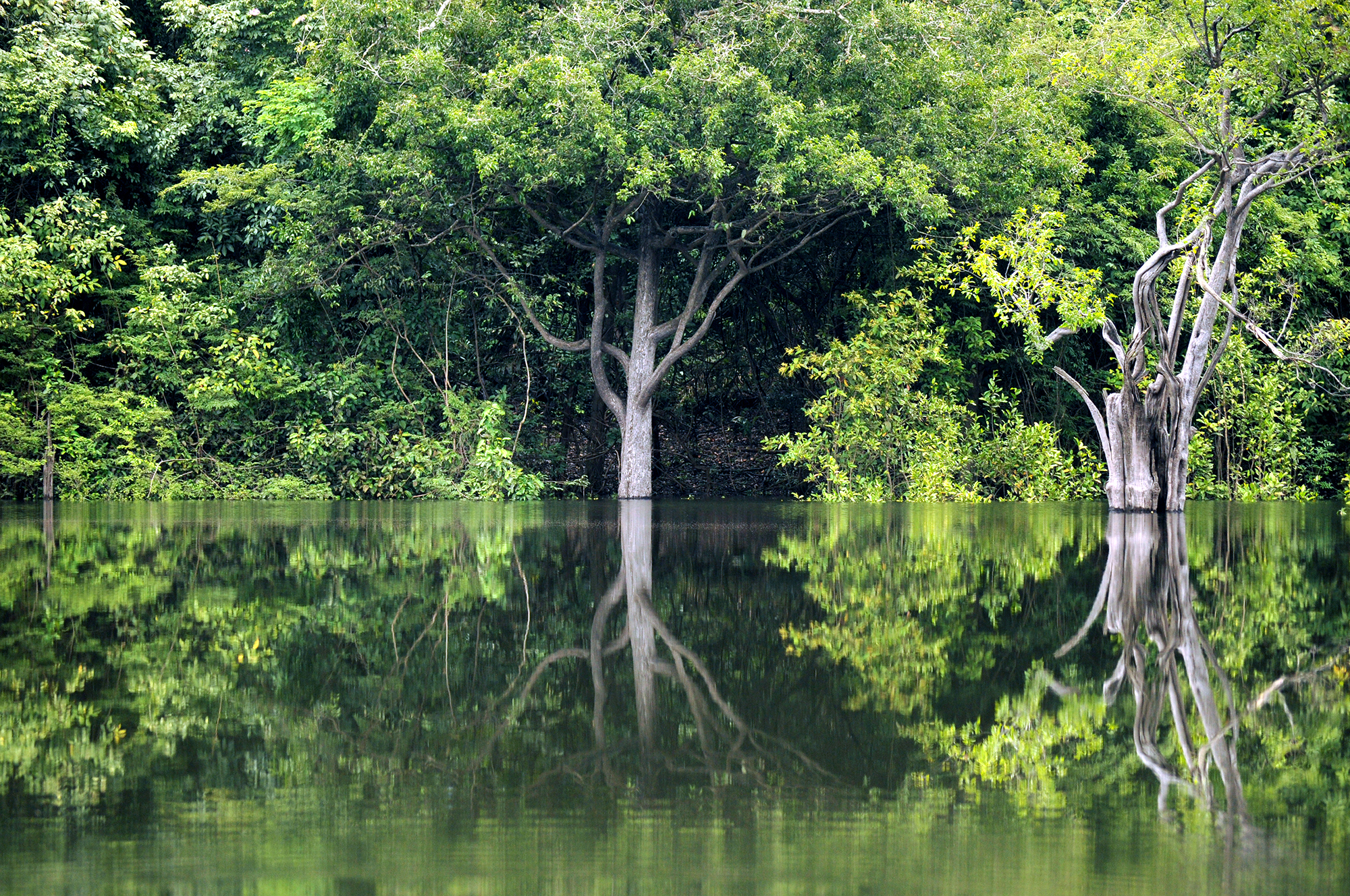amazon-river-and-trees