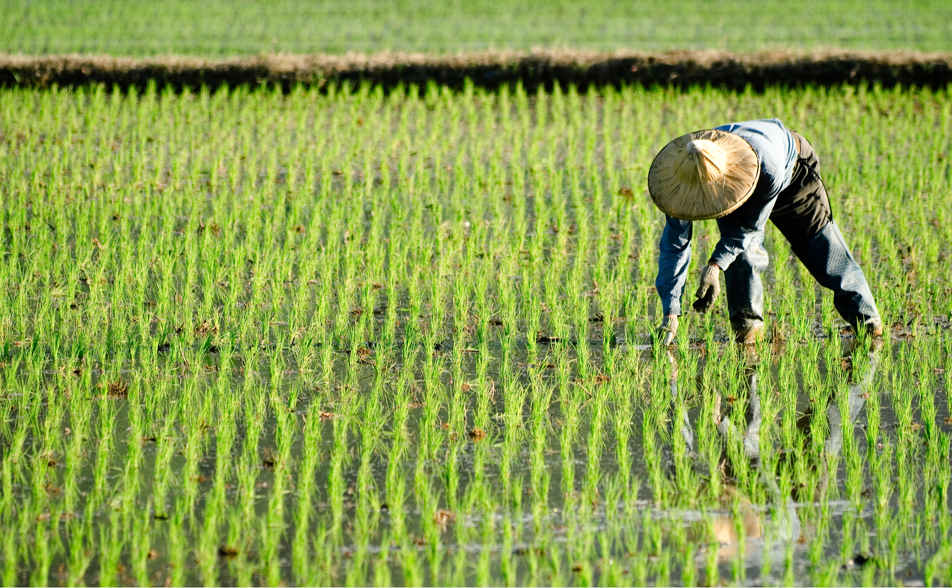 farmer-in-field-in-china