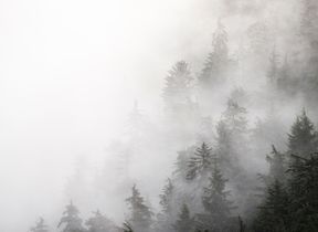 fog-in-the-treetops