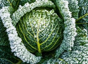 frost-on-a-cabbage
