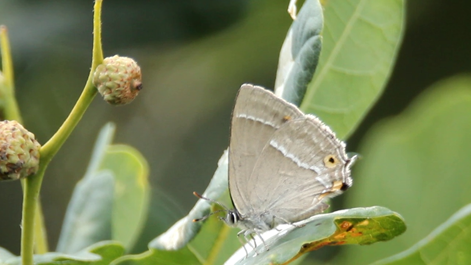 purple-hairstreak-at-the-met-office-2023