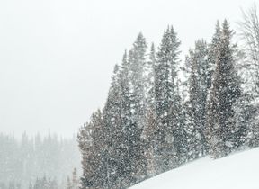 snow-falling-over-trees