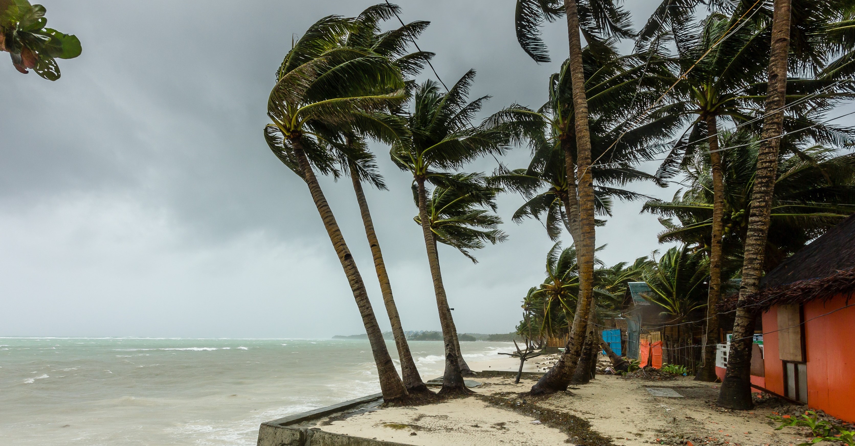 typhoon-hayan-palm-trees