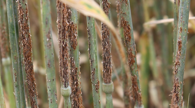 wheat-rust-cimmyt-international-maize-and-wheat-improvement-centre-640